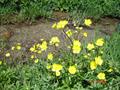 Ranunculus acris